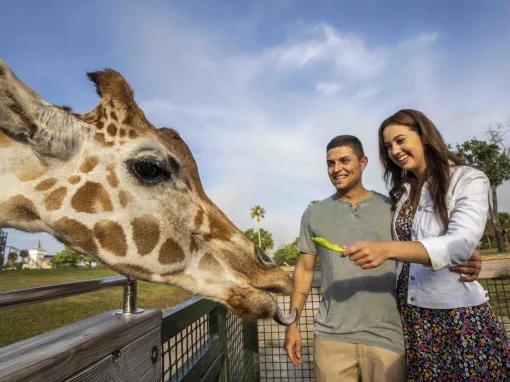 Couple feeding a giraffe on the Serengeti Safari at Busch Gardens