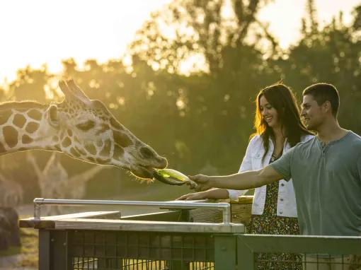 Couple feeding a giraffe on the Serengeti Safari at Busch Gardens