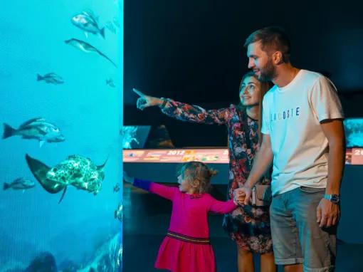 The View at The Palm