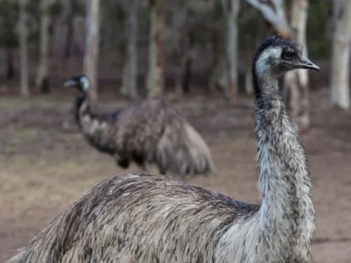 Blue Mountains Deluxe Day Tour 