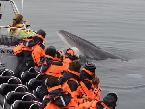 group-on-boat-by-whale