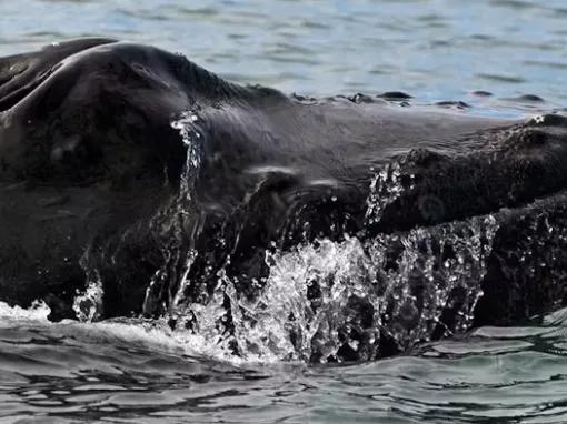 humpback-whale