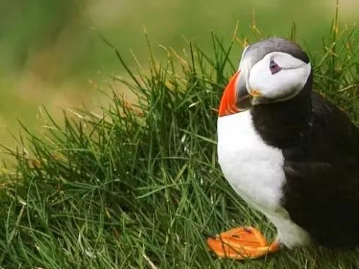 puffin-in-the-grass