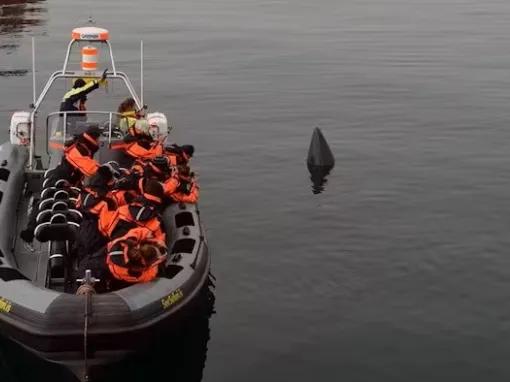 whale-poking-out-of-water