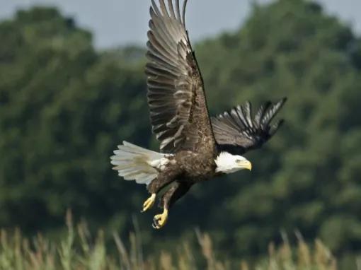 Airboat Ride with Transportation from Orlando