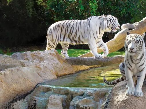 Loro Parque Tenerife Big Cats