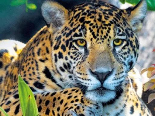 Loro Parque Big Cats