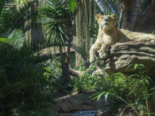 Loro Parque Big Cats
