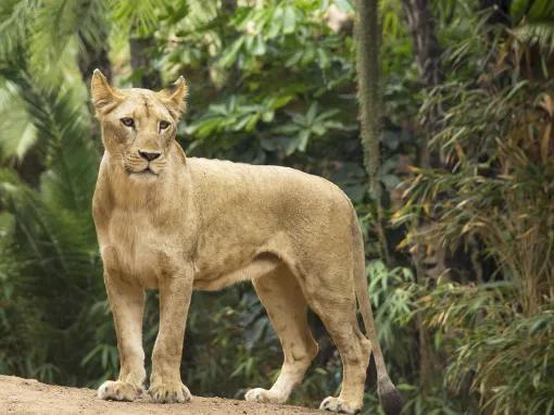 Loro Parque Big Cats