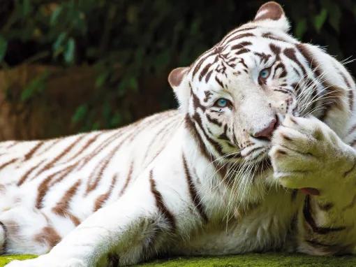 Loro Parque Big Cats