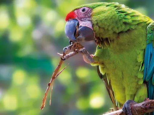 Birds at Loro Parque
