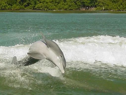 Gray Line Orlando Clearwater Beach Tours