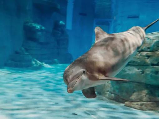 dolphin at Clearwater Aquarium