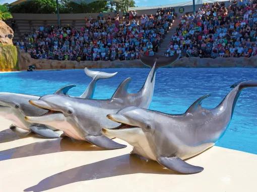 Dolphins at Loro Parque
