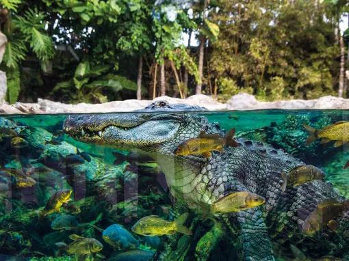 Gators at Loro Parque