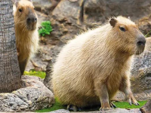 Capybara at Loro Parque