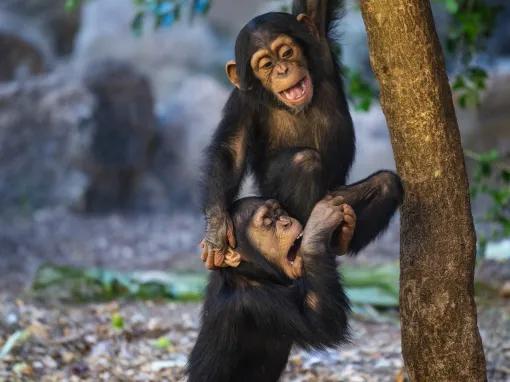 Chimpanzee at Loro Parque