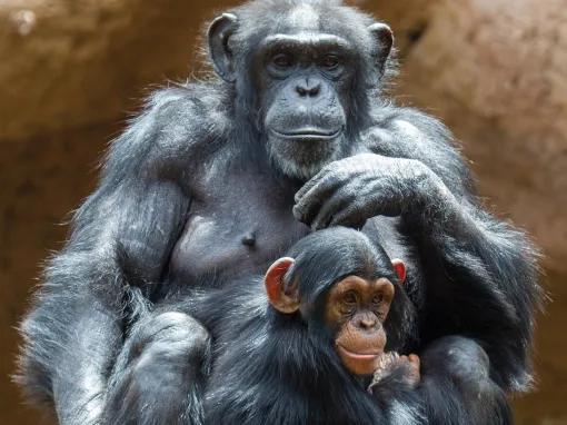 Chimpanzee at Loro Parque