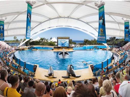 Orcas Loro Parque in Tenerife Spain