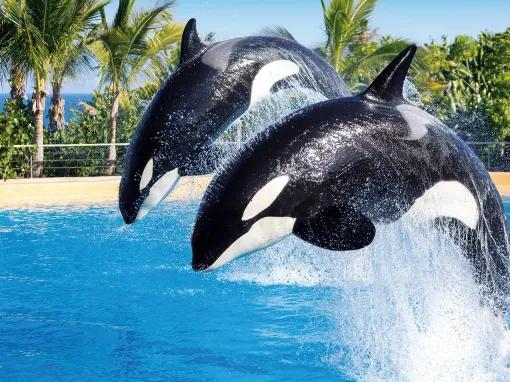 Orcas at Loro Park