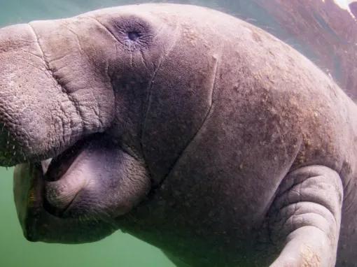 Swim with the Manatee