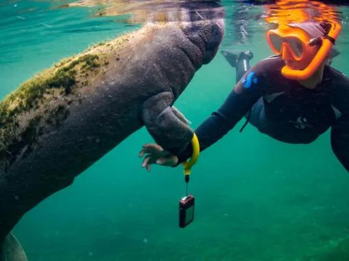 Swim with the Manatee