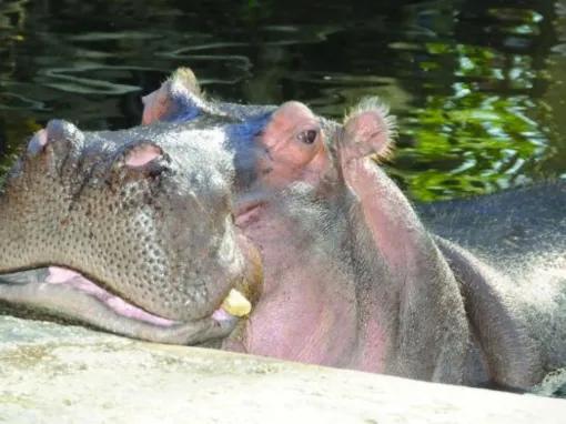 Swim with the Manatee