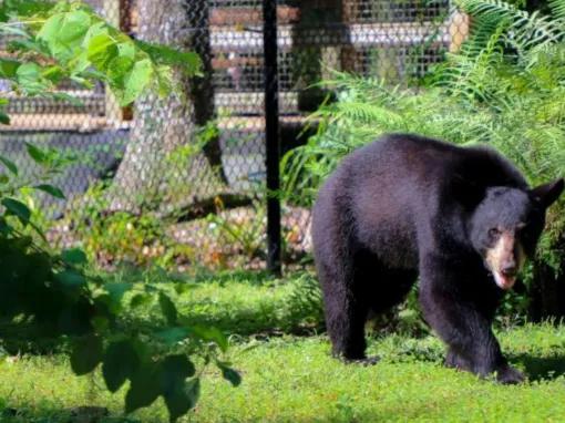 Swim with the Manatee