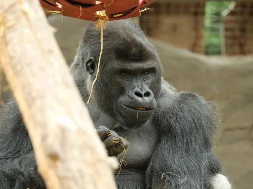 Gorilla