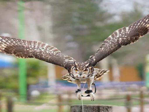 Owl-in-flight