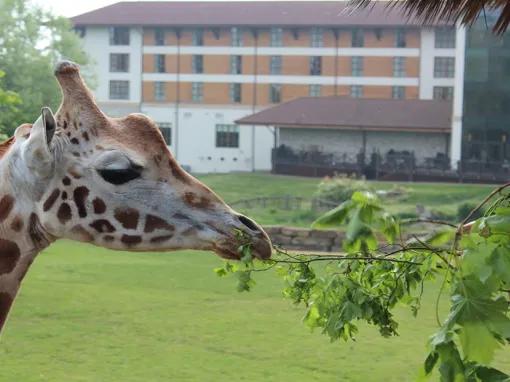 Giraffe