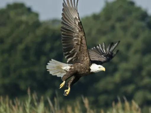 Airboat Ride and Gatorland Park Combo with Transportation