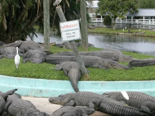 Airboat Ride and Gatorland Park Combo with Transportation