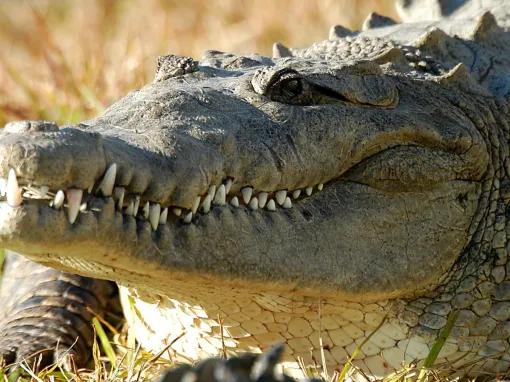 Airboat Ride and Gatorland Park Combo with Transportation