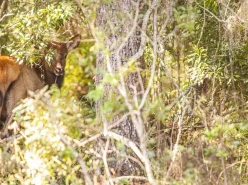 Central Florida Everglades and Safari Park Tour