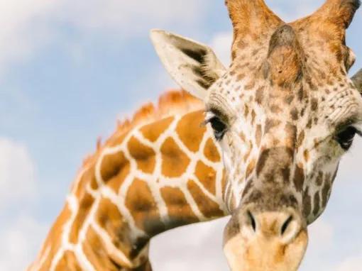 Central Florida Everglades and Safari Park Tour