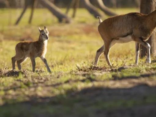 Central Florida Everglades and Safari Park Tour
