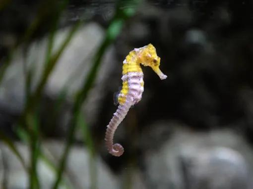 seahorse