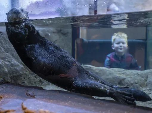 Sea Life Birmingham Otter
