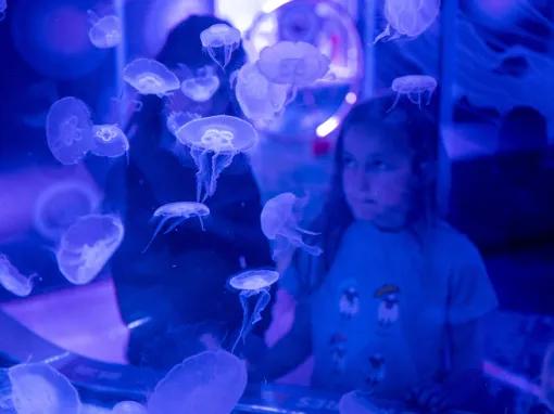 Sea Life Birmingham Jellyfish