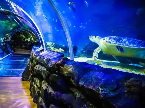 Sea Life Birmingham Turtle