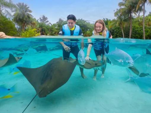 Guests interacting with rays at Discovery Cove Orlando