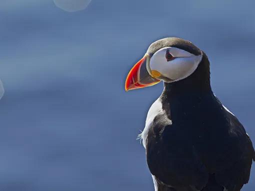 Single Puffin