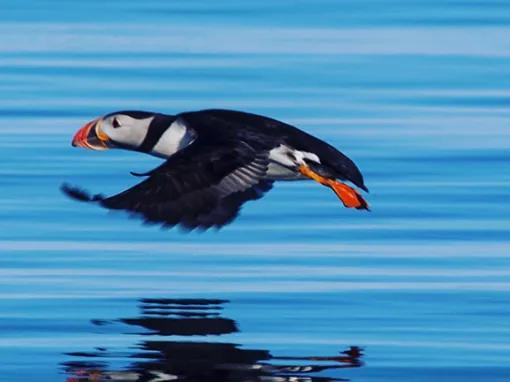 Puffin flying low
