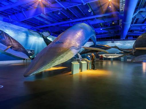Whale Exhibition