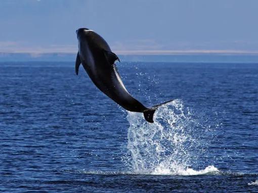 Whale jumping from sea
