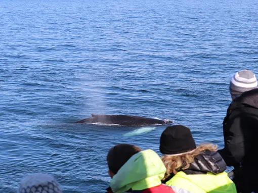 Whales spraying water