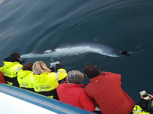 Whales along side the boat