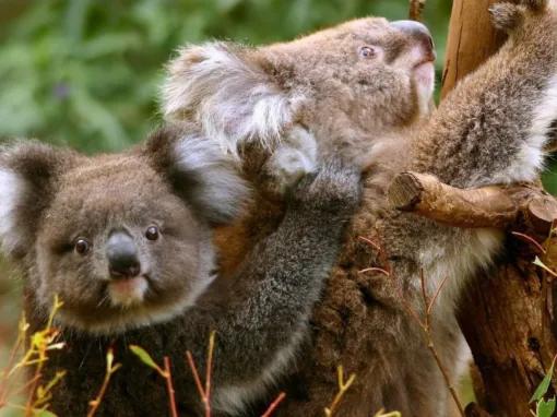  Great Ocean Road Day Tour