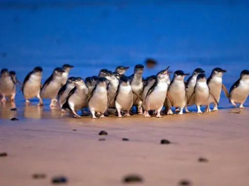 Phillip Island Penguin Parade